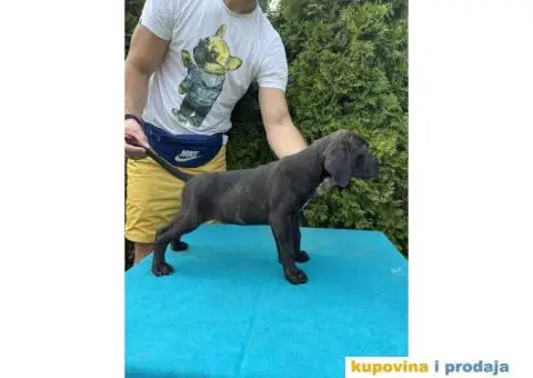 Štenci CANE CORSA,   stari 2 meseca - 5/5