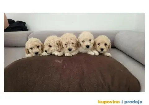 Mini Bele Pudlice - 1/8