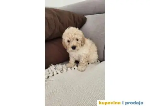 Mini Bele Pudlice - 2/8