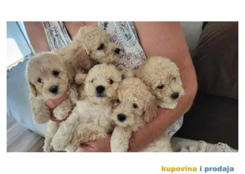 Mini Bele Pudlice - 3/8