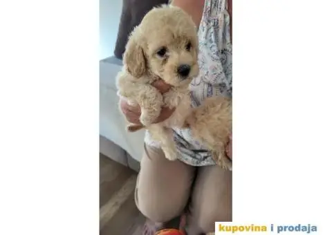 Mini Bele Pudlice - 4/8