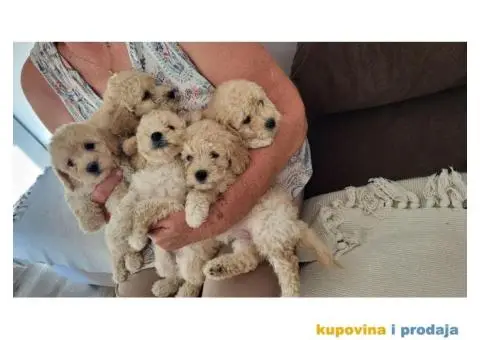 Mini Bele Pudlice - 5/8