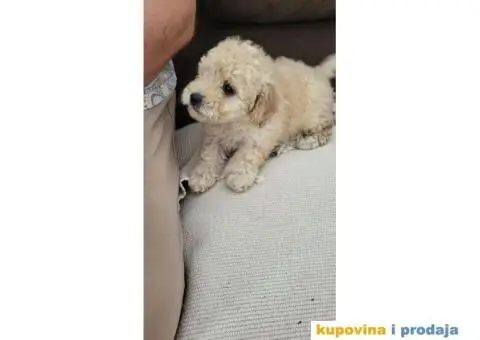 Mini Bele Pudlice - 6/8