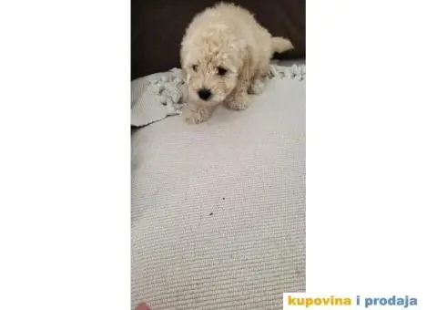 Mini Bele Pudlice - 7/8