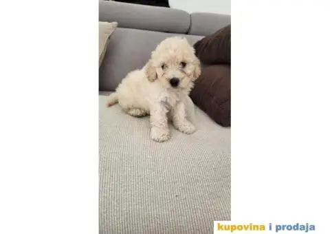 Mini Bele Pudlice - 8/8