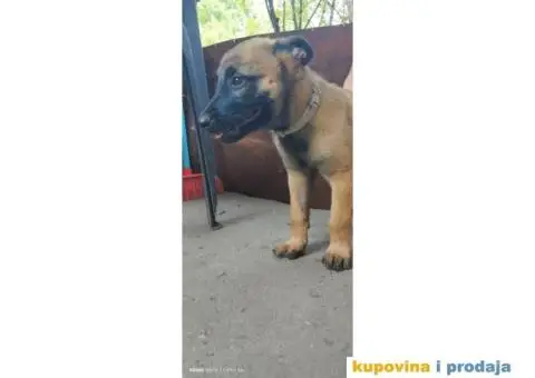 Belgijski Ovčar Malinoa TOP štenci - 4/11