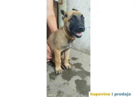 Belgijski Ovčar Malinoa TOP štenci - 7/11