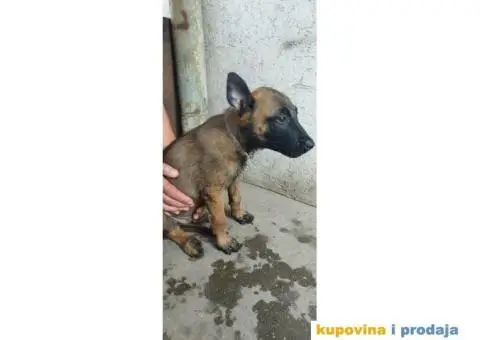Belgijski Ovčar Malinoa TOP štenci - 9/11