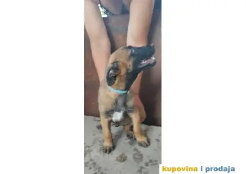 Belgijski Ovčar Malinoa TOP štenci - 10/11