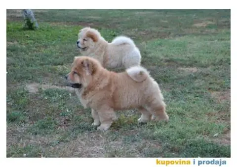 Na prodaju chow chow stenci, zenkice - 1/9