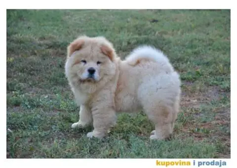 Na prodaju chow chow stenci, zenkice - 2/9