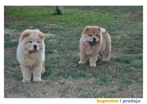 Na prodaju chow chow stenci, zenkice - 3/9