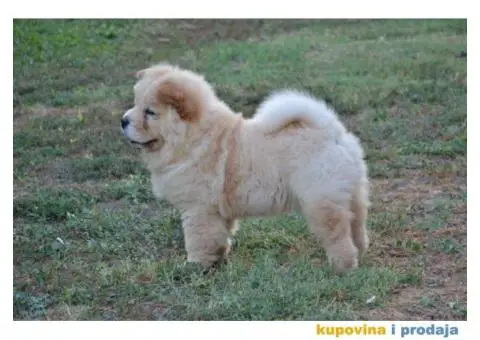 Na prodaju chow chow stenci, zenkice - 4/9