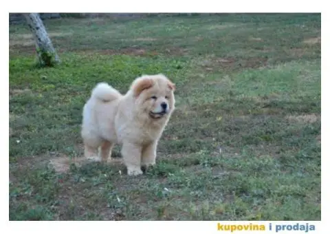 Na prodaju chow chow stenci, zenkice - 5/9