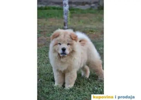 Na prodaju chow chow stenci, zenkice - 6/9
