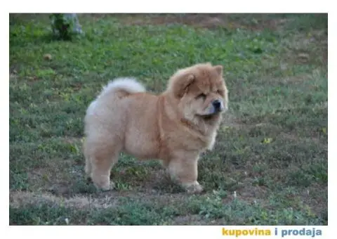 Na prodaju chow chow stenci, zenkice - 7/9