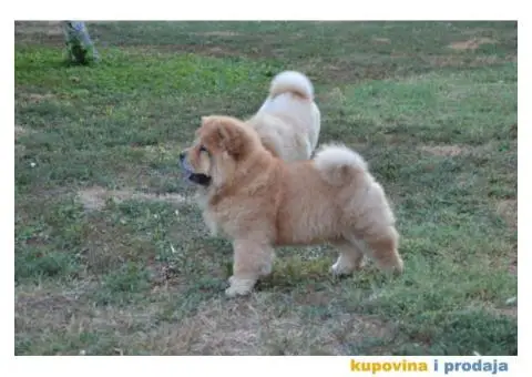 Na prodaju chow chow stenci, zenkice - 8/9