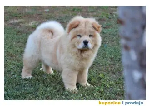 Na prodaju chow chow stenci, zenkice - 9/9
