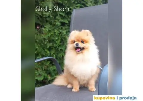 Čistokrvni Pomeranci na prodaju - 1/5