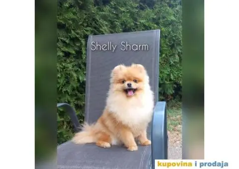 Čistokrvni Pomeranci na prodaju - 2/5