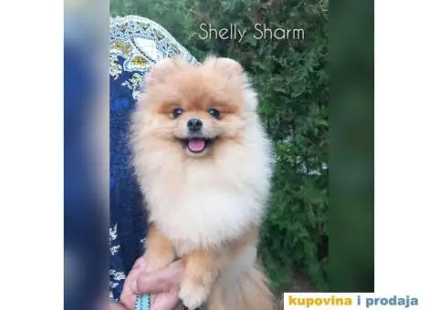 Čistokrvni Pomeranci na prodaju - 3/5
