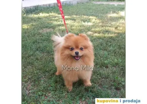 Čistokrvni Pomeranci na prodaju - 4/5