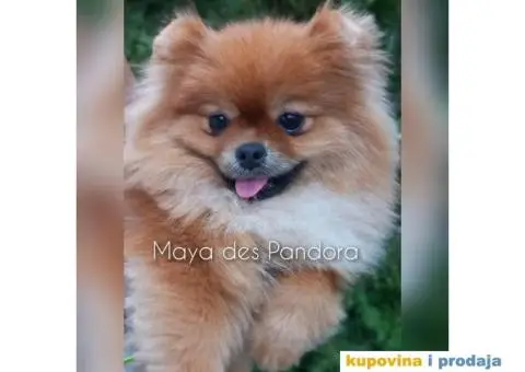 Čistokrvni Pomeranci na prodaju - 5/5