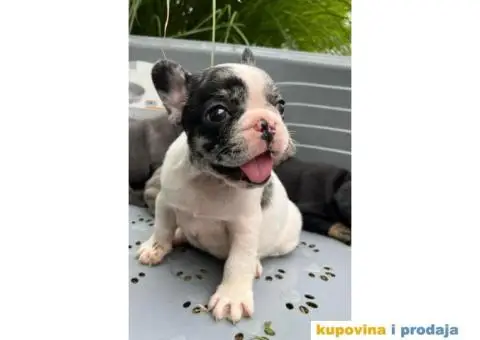 Francuski buldog - 1/6