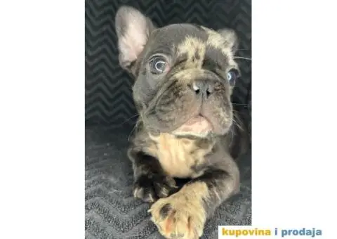 Francuski buldog - 2/6
