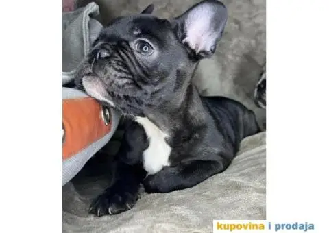Francuski buldog - 3/6