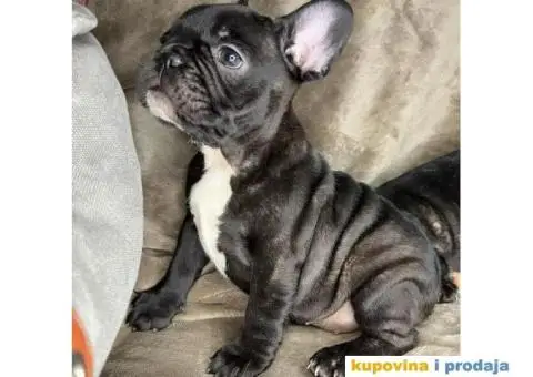 Francuski buldog - 4/6