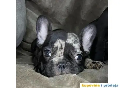 Francuski buldog - 5/6