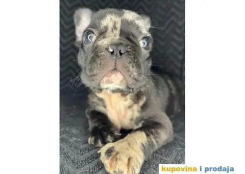Francuski buldog - 6/6