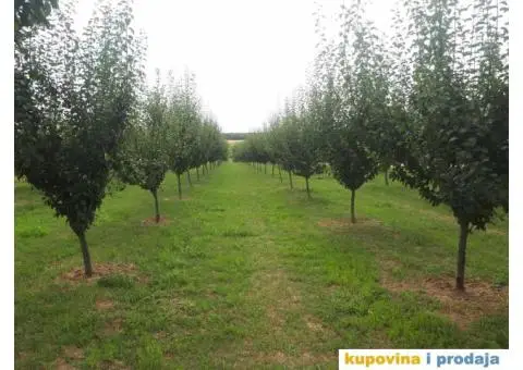 Prodaja vocnjaka K.O.Vizic - 1/7