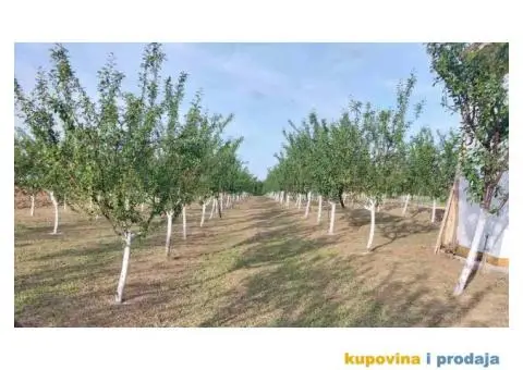 Prodaja vocnjaka K.O.Vizic - 2/7