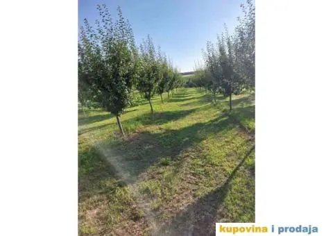 Prodaja vocnjaka K.O.Vizic - 3/7