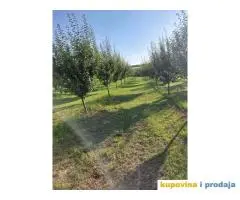 Prodaja vocnjaka K.O.Vizic