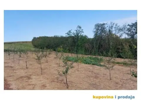 Prodaja vocnjaka K.O.Vizic - 4/7