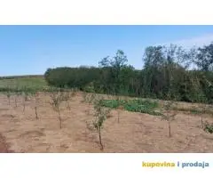 Prodaja vocnjaka K.O.Vizic