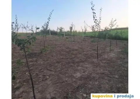 Prodaja vocnjaka K.O.Vizic - 5/7