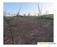 Prodaja vocnjaka K.O.Vizic