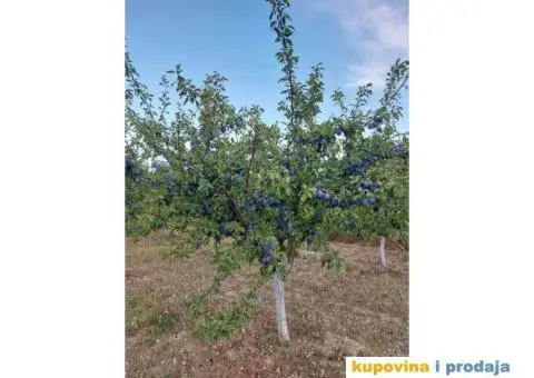 Prodaja vocnjaka K.O.Vizic - 6/7