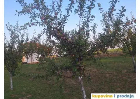 Prodaja vocnjaka K.O.Vizic - 7/7