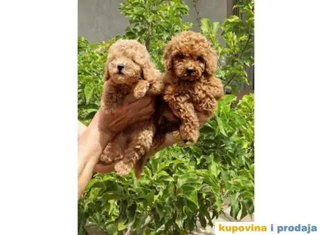 Toy pudle, stenci sa slika spremni za preuzimanje - 1/5