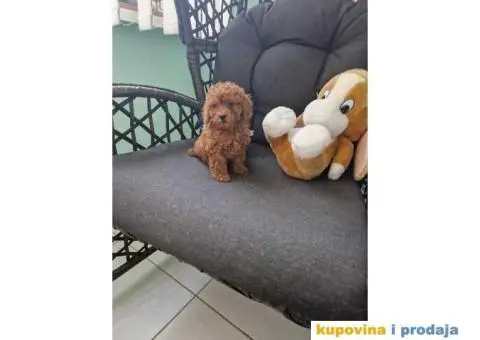 Toy pudle, stenci sa slika spremni za preuzimanje - 2/5