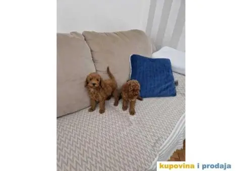 Toy pudle, stenci sa slika spremni za preuzimanje - 3/5