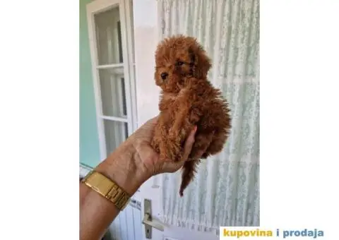 Toy pudle, stenci sa slika spremni za preuzimanje - 4/5