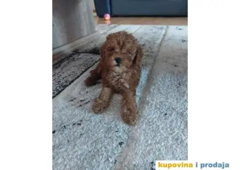 Toy pudle, stenci sa slika spremni za preuzimanje - 5/5