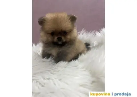 Pomeranac BOO medvedići - 1/5