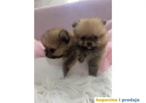 Pomeranac BOO medvedići - 4/5